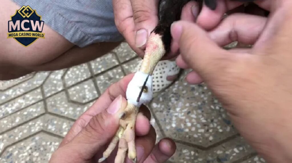 Vì Sao Kỹ Thuật Băng Cựa Gà Quan Trọng?