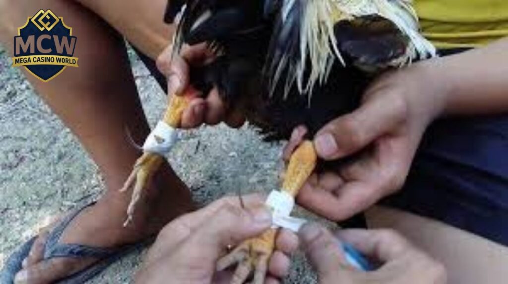 Hướng Dẫn Cách Băng Cựa Gà Đúng Chuẩn