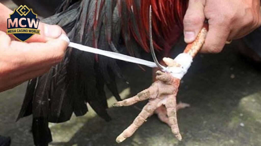 Sai Lầm Khi Băng Cựa Người Mới Dễ Mắc