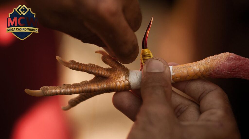 Cách Băng Cựa Gà Chuẩn Sư Kê Giúp Chiến Kê Tăng Tỷ Lệ Thắng